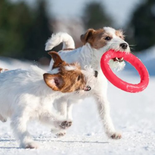 Игрушка для апорта PitchDog (17см) 