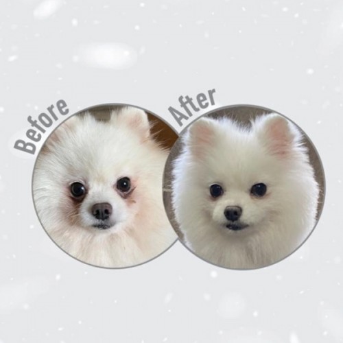 Nature's protection Superior Care White Dogs GF Small and Mini Adult - salmon
