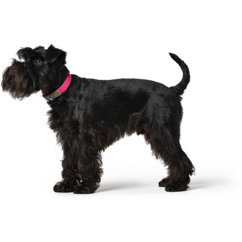 Hunter CONVENIENCE Basic Collar L-XL (53 - 61 cm)  в ассортименте цветов