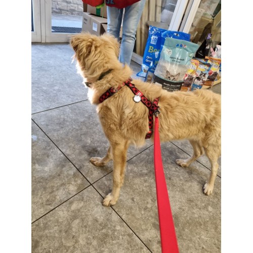 ШЛЕЙКА H-образная ZIGGI БИРЮЗОВая XS