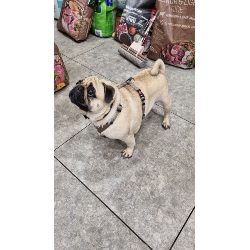 ШЛЕЙКА H-образная ZIGGI БИРЮЗОВая XS